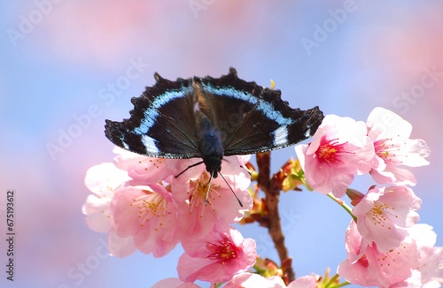 桜の花に来たルリタテハ