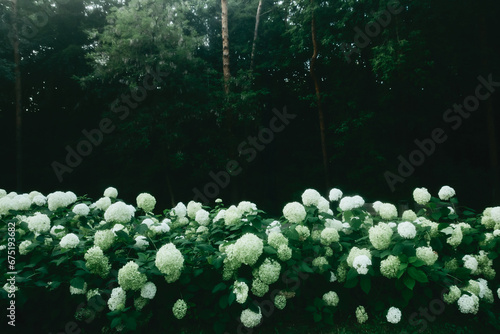 A bed of white round hydrangea flowers in a dark park