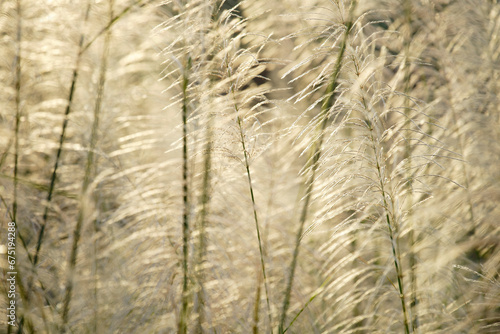 reeds flower