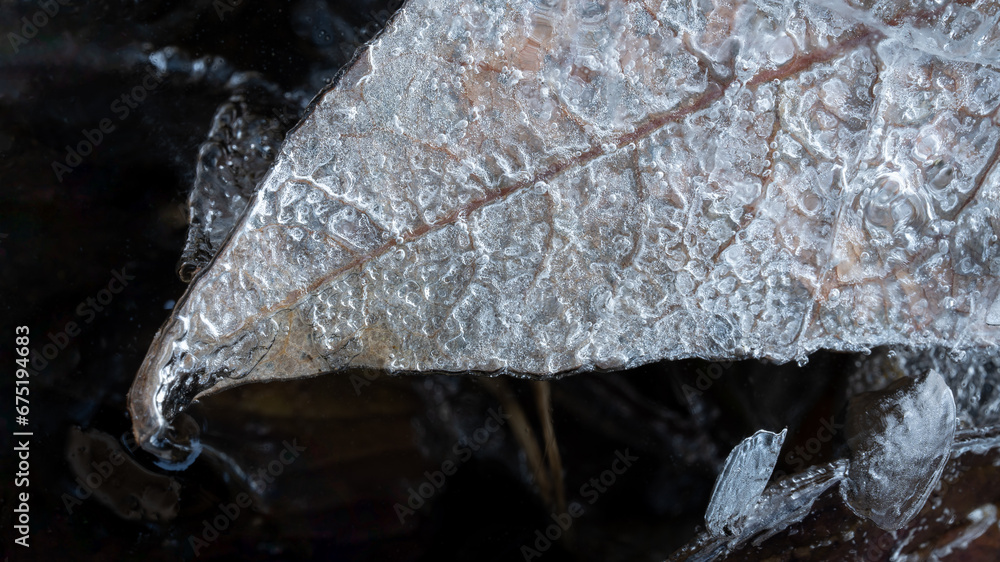 Fallen leaf trapped under ice close-up high angle view with dark background Fallen leaf trapped under ice close-up high angle view with dark background