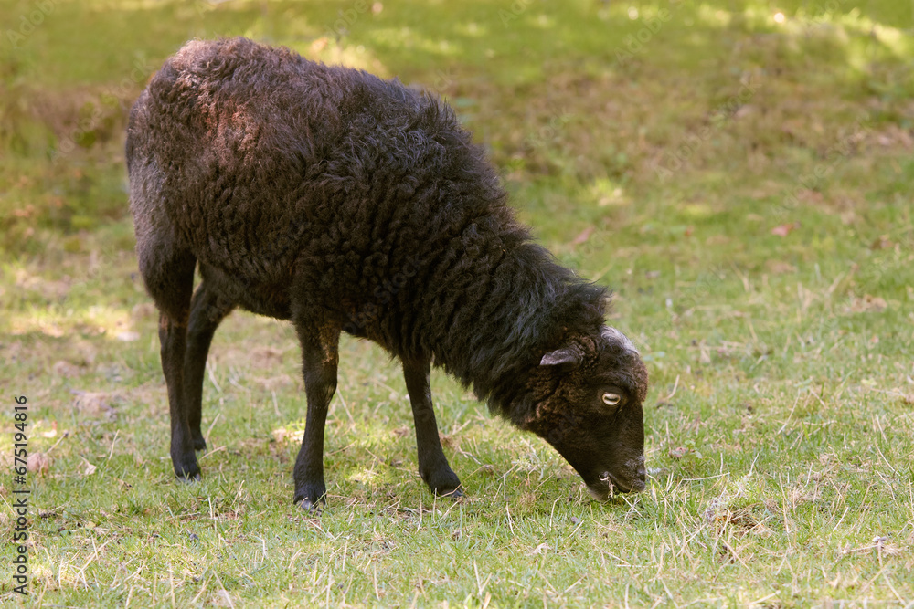 Female brown ouessant sheep grazes on meadow Female brown ouessant sheep grazes on meadow