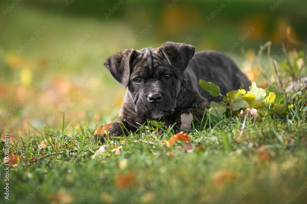 beautiful brindle cane corso puppy lying down on grass beautiful brindle cane corso puppy lying down on grass