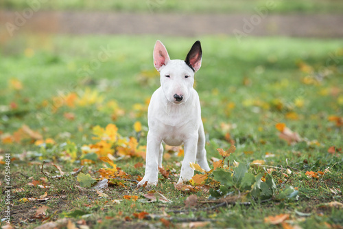 Canvas Print white english bull terrier puppy standing outdoors in autumn