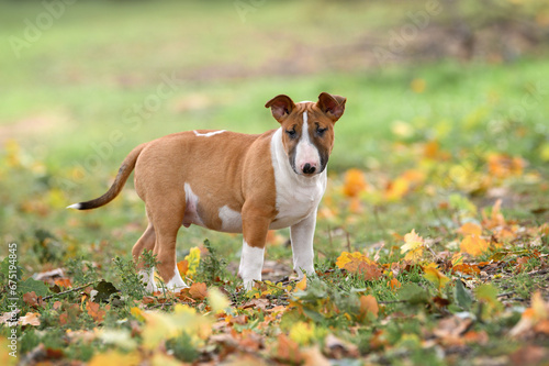 Photo red and white english bull terrier puppy standing outdoors in autumn