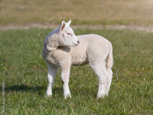 White lamb in the field