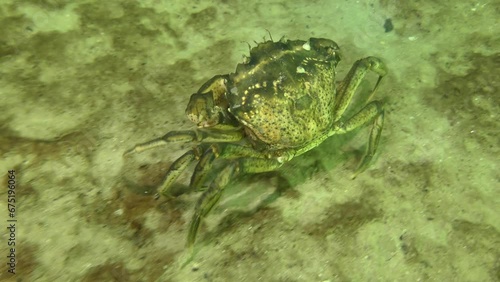 Green crab or Shore crab (Carcinus maenas) walks along the sandy bottom then stops, rear side view.