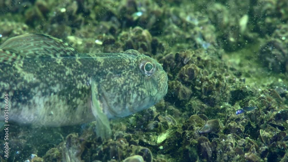 Male Black goby (Gobius niger) chews food and spits out inedible shells from its mouth, close-up. Male Black goby (Gobius niger) chews food and spits out inedible shells from its mouth, close-up.
