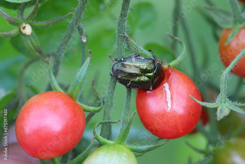 Chafer Beetle Protaetia metallica. feeding, eating a tomato in the garden. Tomato pests. photo