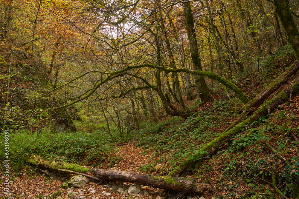 Fototapeta premium Fairytale forest in the autumn