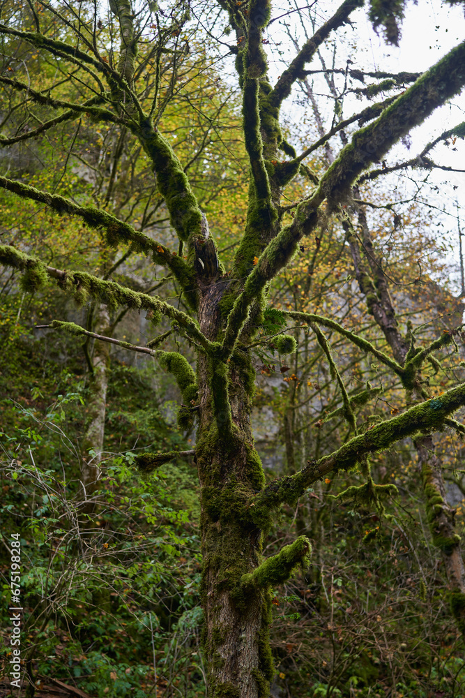 Fototapeta premium Enchanted forest with moss covered tree