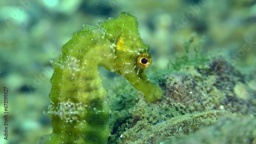 Long Snouted Seahorse (Hippocampus guttulatus): Green seahorse against seabed, portrait.