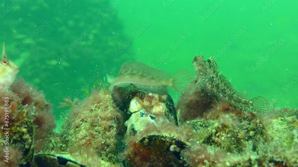 Fight of two males of Tentacled blenny (Parablennius tentacularis) among mussels overgrown with red algae. Fight of two males of Tentacled blenny (Parablennius tentacularis) among mussels overgrown with red algae.