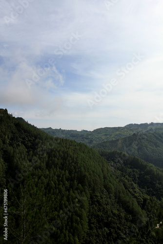 lush green pine trees forest on beautiful hill. © Dammer