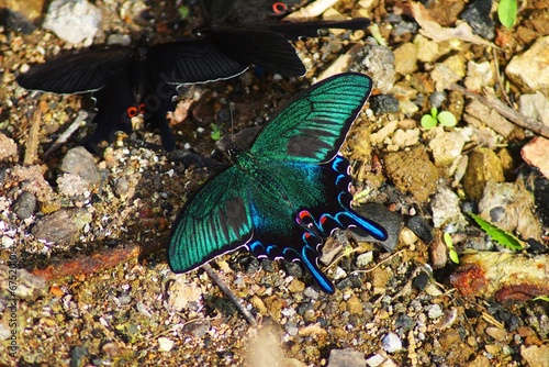 吸水しているカラスアゲハ