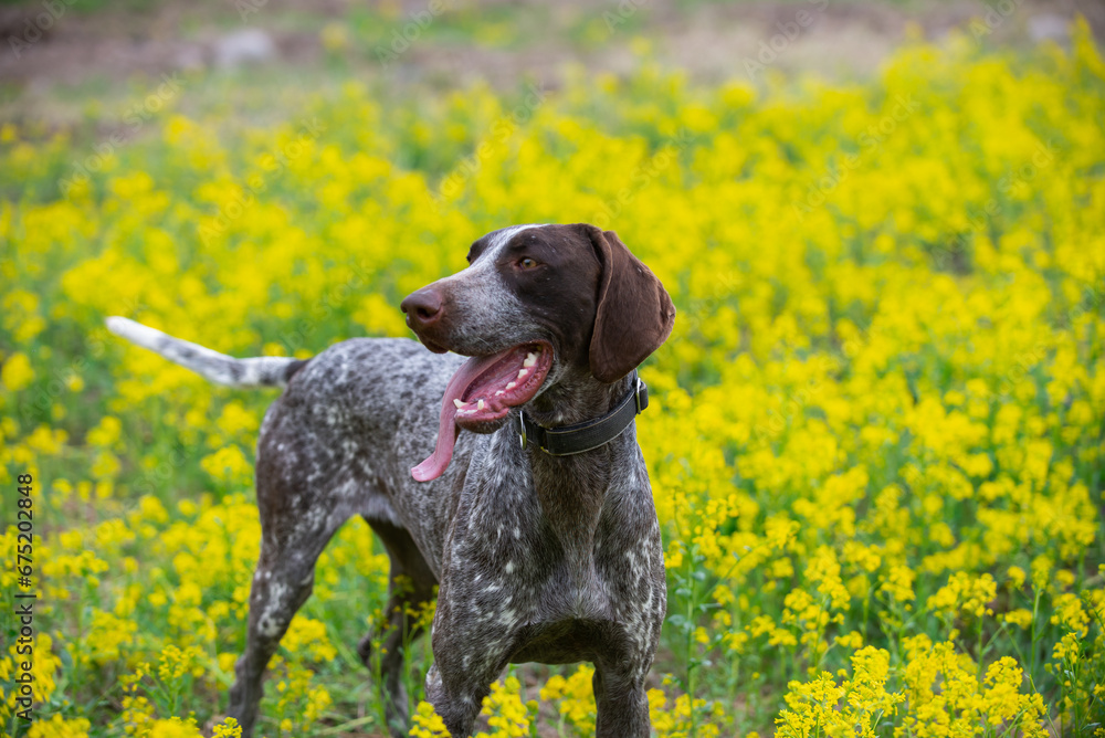 Summer Bliss: German Shorthaired Pointer in a Meadow of Yellow Flowers