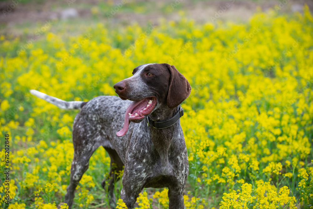 Summer Bliss: German Shorthaired Pointer in a Meadow of Yellow Flowers Summer Bliss: German Shorthaired Pointer in a Meadow of Yellow Flowers