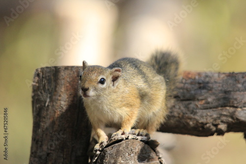 squirrel on a wooden railing