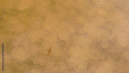 Exceptionally tenacious crustacean in deadly salt lake, hundred of ppm salinity (salt crystals). Brine shrimp (Artemia salina. Water red because halotolerant bacteria Dunaliella salina, Archaebacteria photo