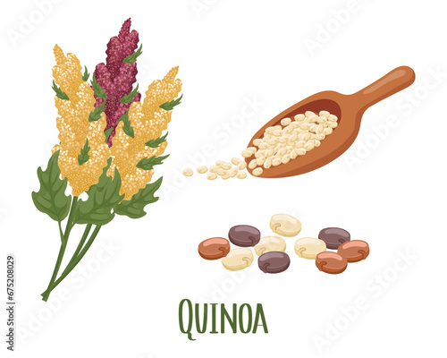 Set of quinoa grains and spikelets. Quinoa plant, quinoa grains in a wooden spoon. Agriculture, food, design elements, vector