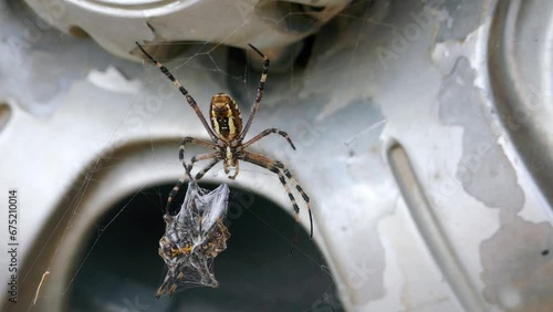 Cannibalism. The female of Wasp spider (Argiope bruennichi) entangled with a web and devoured (sucked) the male after mating photo
