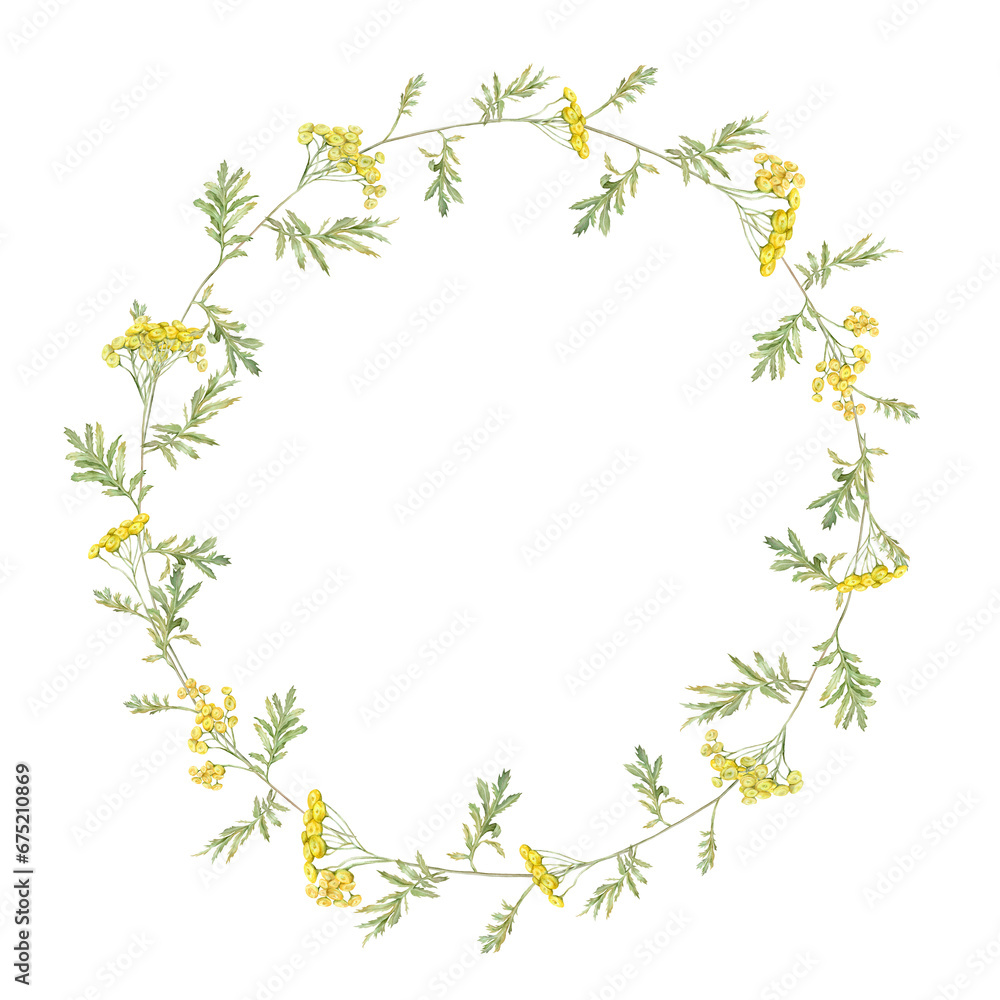 Wreath watercolor common tansy. Yellow field flowers. Hand drawn illustration isolated on white background. Botanical medicinal wildflowers clipart. Circle elements for design