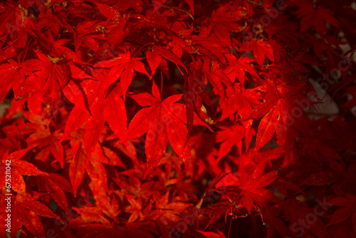 Le foglie rosse dell'acero rosso giapponese in autunno photo