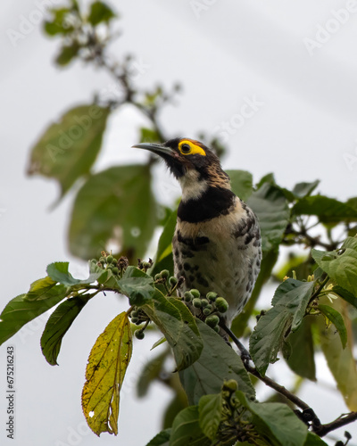 Ornate melidectes or ornate honeyeater observed in West Papua, Indonesia photo