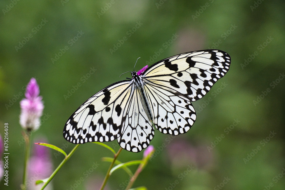 Obraz premium 日本に生息する最大級のオオゴマダラがひらひらと舞う風景