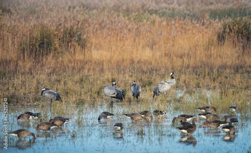 Common cranes standing in the shallow water with dry grass around