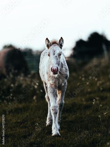 White filly standing in a grazing field. Three days old gypsy cob horse front facing the camera, looking curious and interested. Playful little foal in earthy moody tones. © Gosia