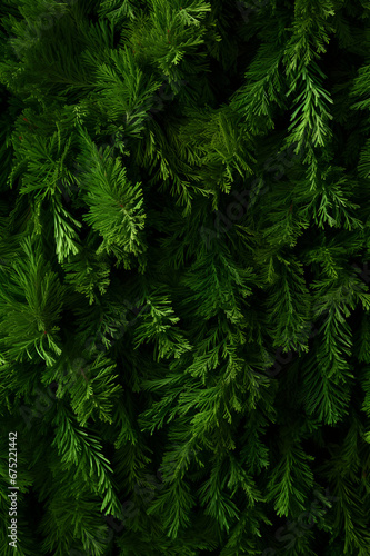 Fir branches green needle abstract background Christmas texture. Vertical composition. photo