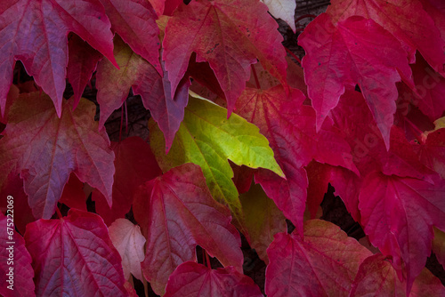 Dettaglio di una parete ricoperta di foglie rosse della vite americana in autunno con al centro una sola foglia gialla photo