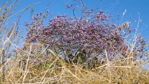 Autumn flowering of steppe plants. Still blooming Sea lavender (Limonium platyphyllum) against background of fruit-bearing cereals and blue sky. Inhabited steppe of spit of Arabatskaya strelka, Crimea photo