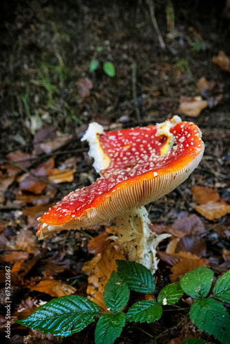 Red toadstool, Spania Dolina village, Slovakia