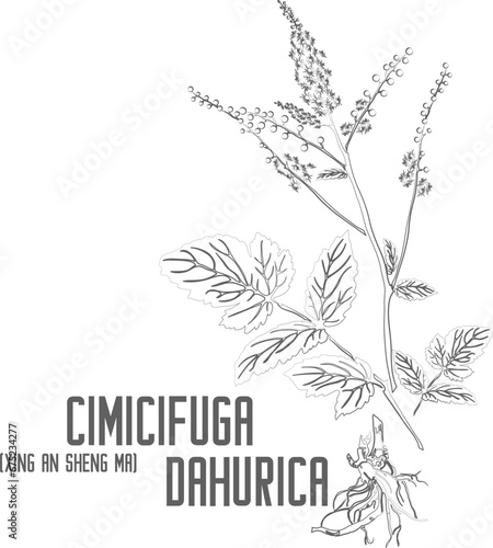 Xing An Sheng Ma vector contour. Cimicifuga dahurica plant outline. Set of Cimicifuga dahurica flowers leafs root in Line for pharmaceuticals. Contour drawing of medicinal herbs