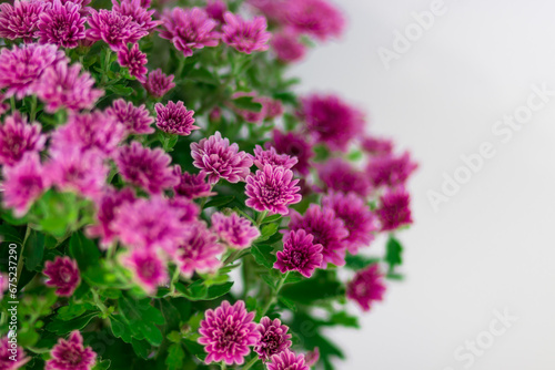Juicy postcard with pink chrysanthemums on a white background