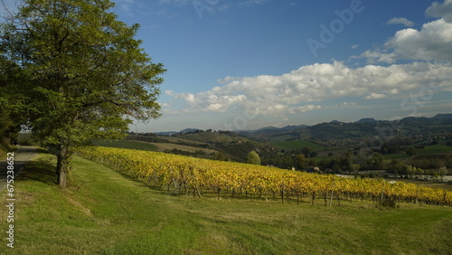 Vigneti in autunno. Colline di castelvetro terra del Lambrusco. Provincia di Modena. Emilia Romagna. Italia