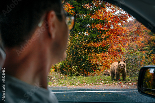 Man in car looking at bear
