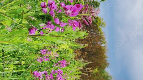 Pink blooming cabbage, kiprei or ivan tea on a field among herbs on a sunny summer day. Background of nature. Recreation and tourism in Udmurtia. Untouched germination. Epilobia. Wildflowers 4K photo