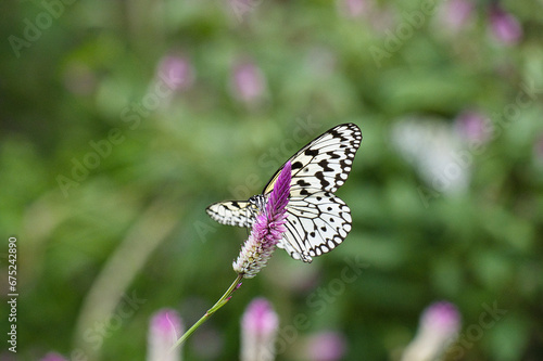 Wallpaper Mural 日本に生息する最大級のオオゴマダラがひらひらと舞う風景 Torontodigital.ca