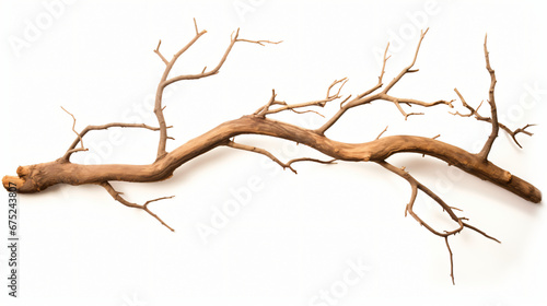 Dry tree branch isolated on white background. Broken