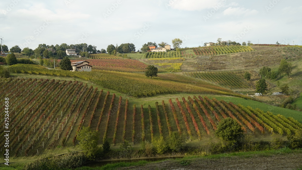 Vigneti in autunno. Colline di castelvetro terra del Lambrusco. Provincia di Modena. Emilia Romagna. Italia