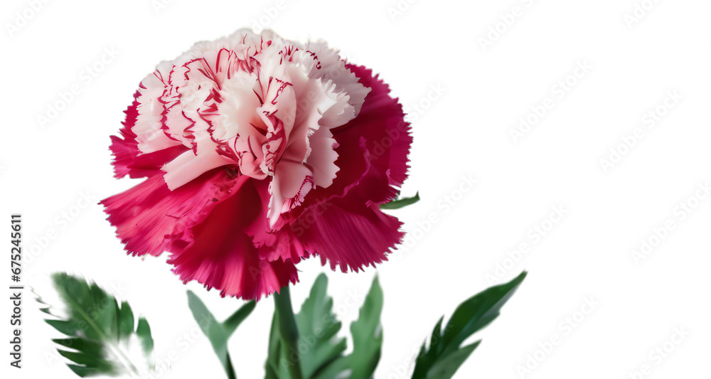 red dahlia flower white background, isolate, png red dahlia flower white background, isolate, png