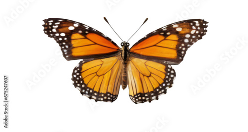 butterfly white background, isolate, png
