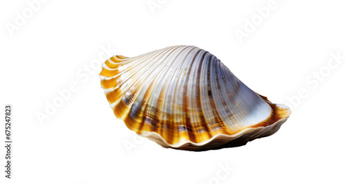 seashell white background, isolate, png