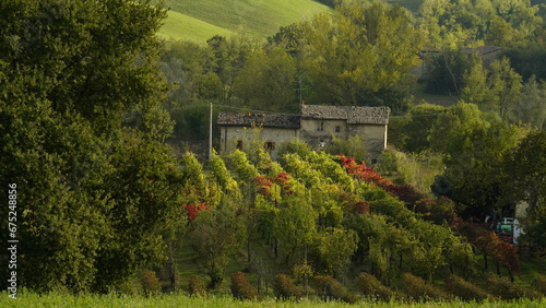 Vigneti in autunno. Colline di castelvetro terra del Lambrusco. Provincia di Modena. Emilia Romagna. Italia photo
