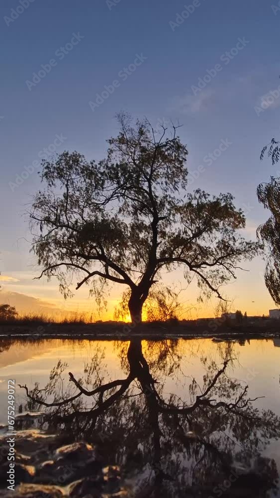 Willow tree silhouette reflected in a water puddle with a view to the golden autumn sunset Willow tree silhouette reflected in a water puddle with a view to the golden autumn sunset