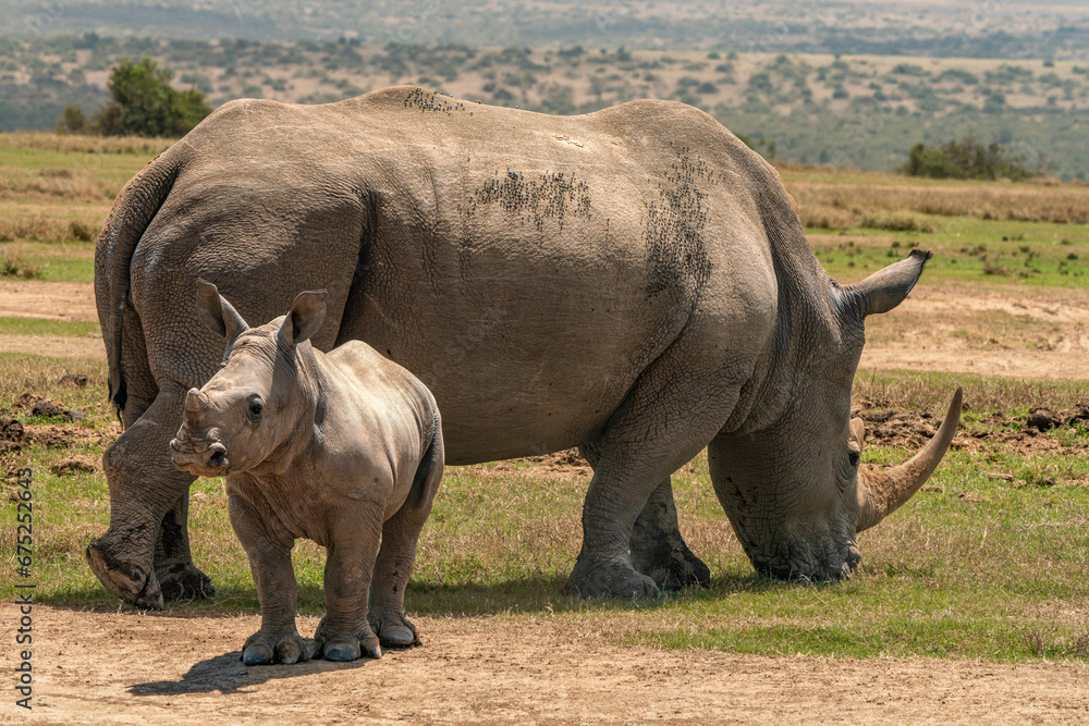White rhino grazing while the cub stands watch White rhino grazing while the cub stands watch