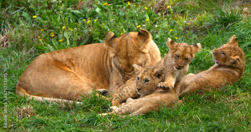 African Lion, panthera leo, Mother and Cub African Lion, panthera leo, Mother and Cub