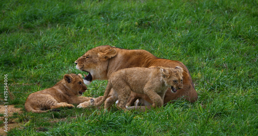 Fototapeta premium African Lion, panthera leo, Mother and Cub